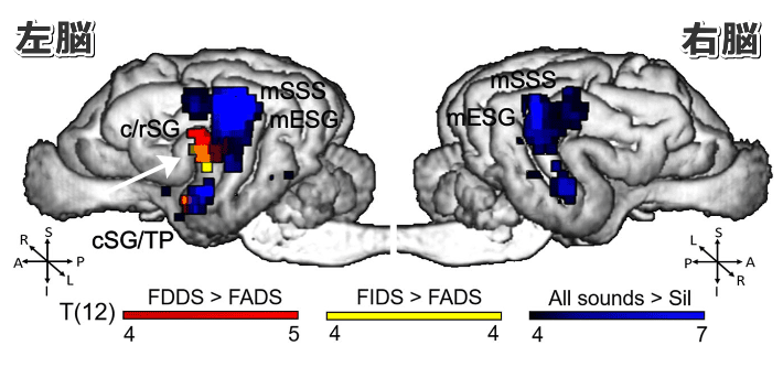 ボイスサンプルに反応して犬の脳内で活性化された部位