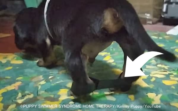 スイミングパピー症候群の子犬に適用される関節補強用のバンデージサポーター