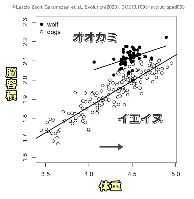 体格が等しい犬をオオカミを比較したときの脳の大きさ
