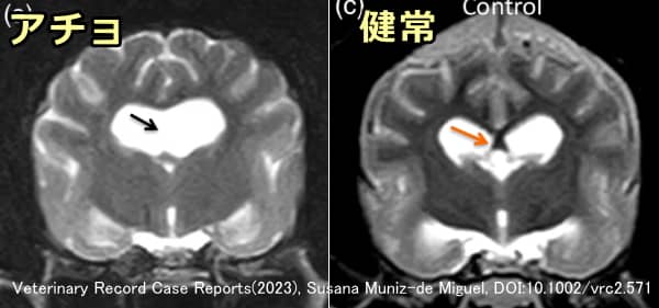 透明中隔欠損と健常犬の断面比較写真