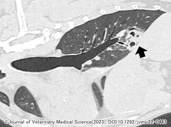 肺吸虫症を発症した犬における右肺の病変部CT画像