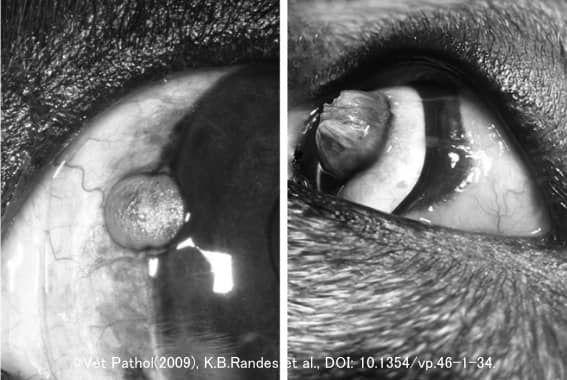 犬の結膜に発症した上皮過形成病変