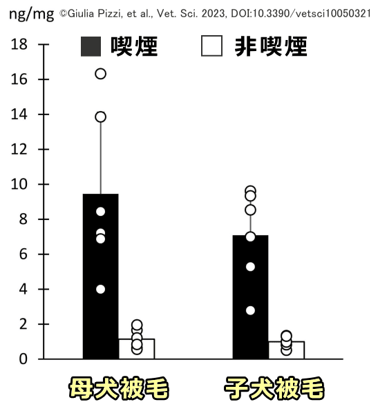 母犬と新生子の被毛におけるコチニン濃度比較グラフ