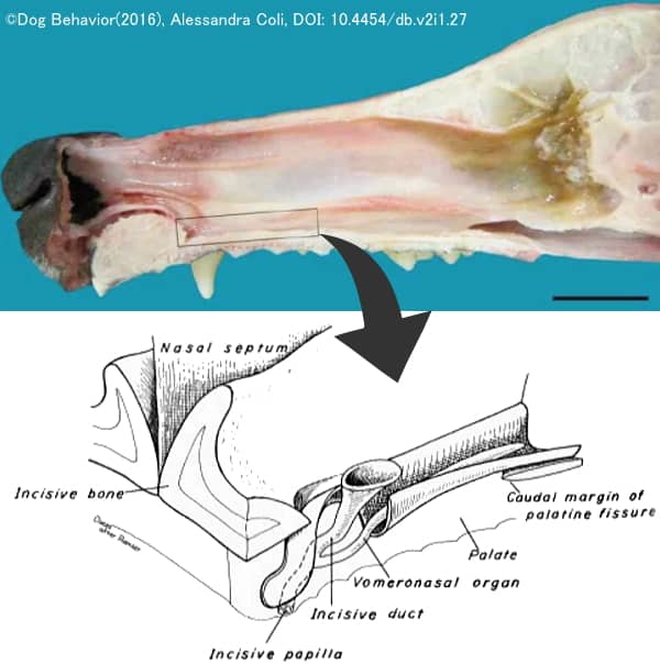犬のヤコブソン器官（鋤鼻器官）断面解剖図