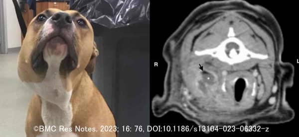 犬の頚部に発症した膿瘍