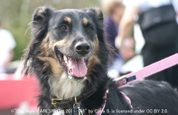 犬の譲渡機会を増やすお出かけおよびお泊りプログラム