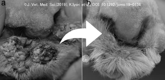 犬の肉球に発症したカリフラワー様のウイルス性皮膚乳頭腫・肉眼所見