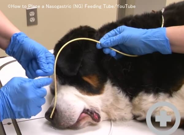 犬の経鼻胃管挿入