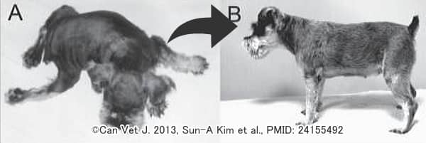 スイミングパピー症候群を発症した子犬における目覚ましい回復