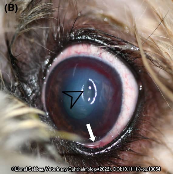 短頭種の眼球に好発する潰瘍性角膜炎