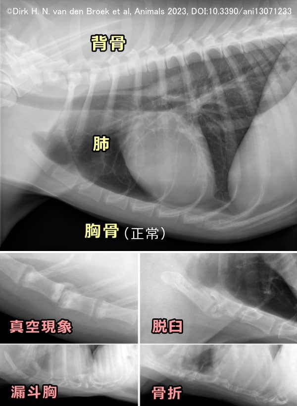 犬の正常胸骨と異常胸骨のエックス線比較画像
