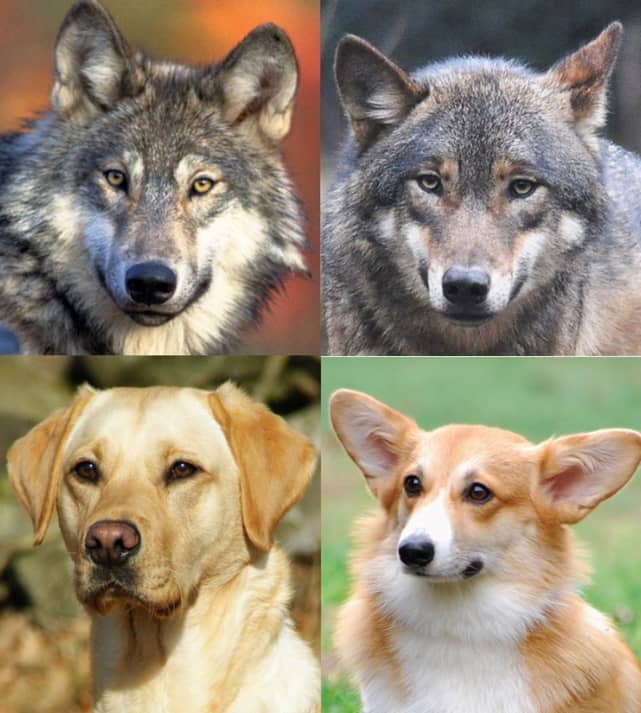 オオカミと犬の目の比較画像