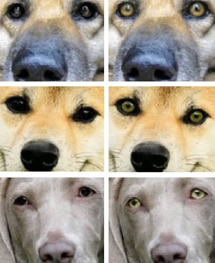 虹彩の形状だけが異なる犬の画像