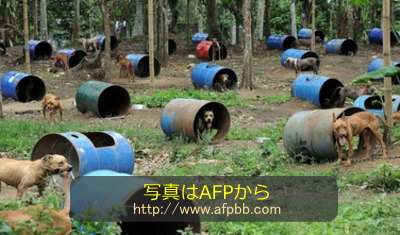 闘犬にされていた200匹以上の犬