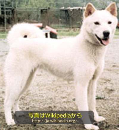 韓国の「珍島犬」(ちんど)