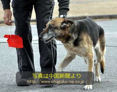 鹿児島県警の嘱託警察犬「フジ」