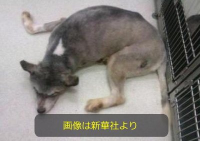 献血犬として活躍するアラスカン・マラミュートの「灰灰」