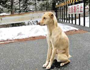 長野県飯田市の大平街道で飼い主を待ちわびる一匹の犬