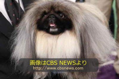 4歳のオス、ペキニーズのマラキー(Malachy)