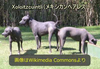 Xoloitzcuintli(メキシカンヘアレス)