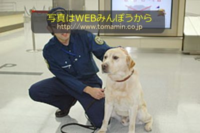 北海道の函館税関に配置されているベテラン麻薬探知犬「アリエス号」