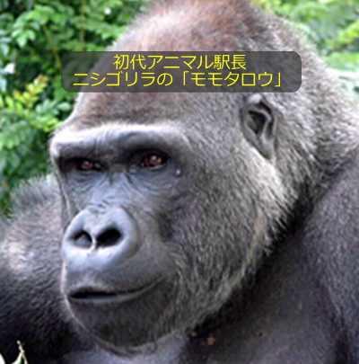 初代アニマル駅長・ニシゴリラの「モモタロウ」