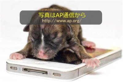 世界最小の子犬としてギネス申請された「ビヨンセ」