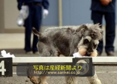 ミニチュアシュナウザーの「くぅ」ちゃん