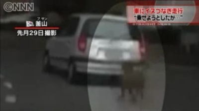 車の後部に犬をつないだまま走行する人物