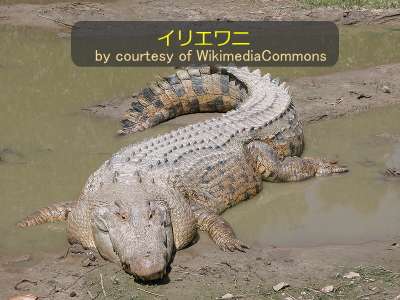 イリエワニ