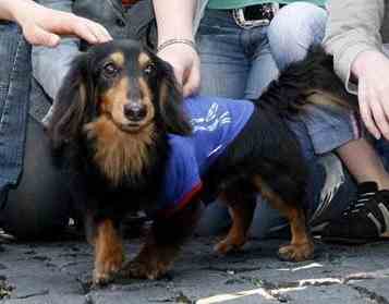 日本サッカー協会の広報犬を務めたミニチュアダックスフントのロンメル君
