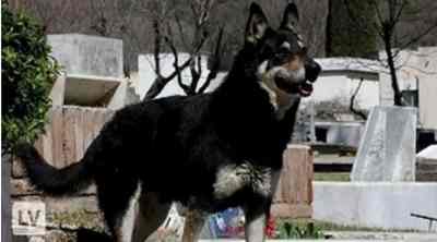 アルゼンチンの忠犬・キャピタン