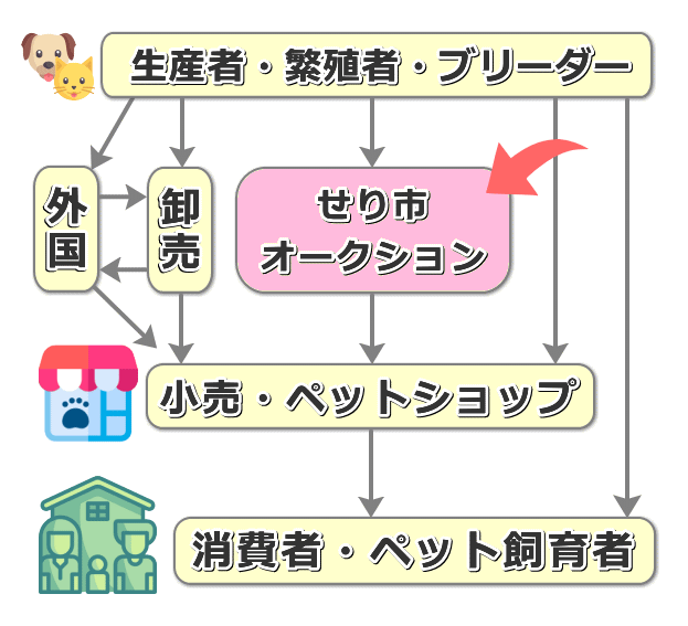 犬・猫の生産から仕入れ，販売までの流通経路の中におけるせり・オークションの位置づけ