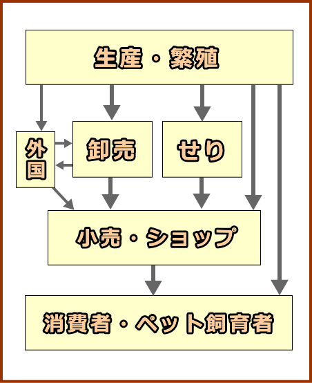 日本国内における犬猫の流通経路・模式図
