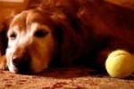 子犬の頃から犬を飼っていると、年老いてよぼよぼになったときの姿は、なかなか想像できないものです。