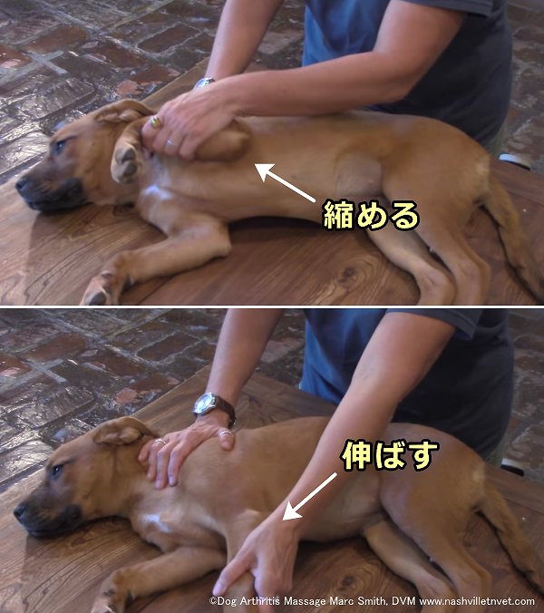 犬の肩関節と肘関節のストレッチ運動