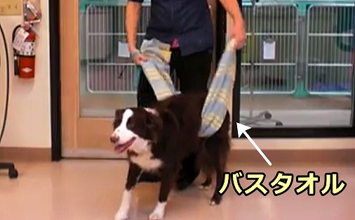 後肢の筋力が衰えた犬の場合、腹の下に補助スリングを入れると良い