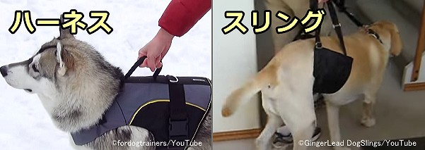 老犬の足に掛かる負荷を軽減するためのハーネスとスリング