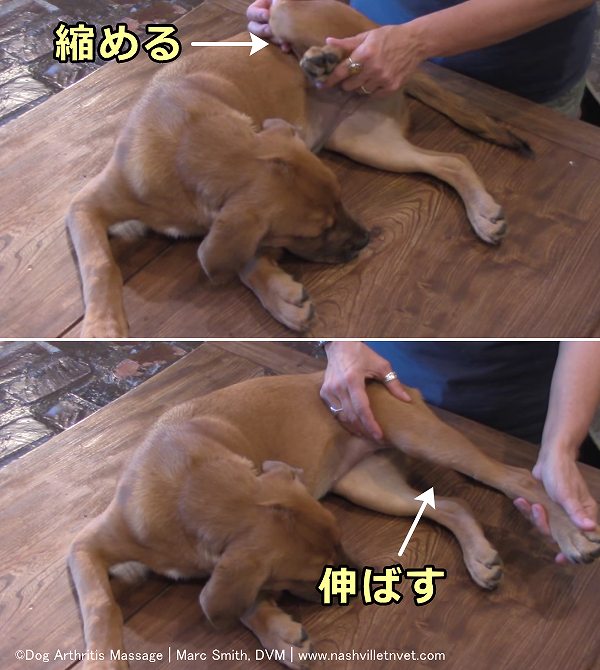 犬の股関節と膝関節のストレッチ運動