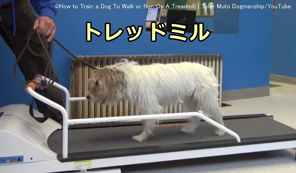 室内で老犬に運動させるときは低速のトレッドミルなどを利用する