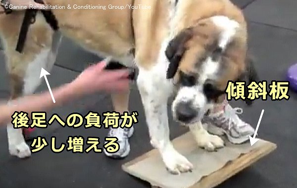 傾斜板の上に前足をのせることで、後足への負荷を増やす