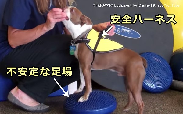 不安定な足場に犬を乗せることで、平衡感覚が鍛えられる