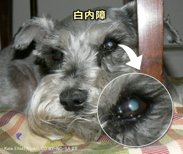 老犬の代表的な眼科系疾患は白内障