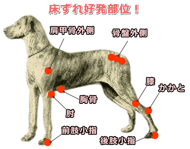 犬の体における床ずれ好発部位一覧図