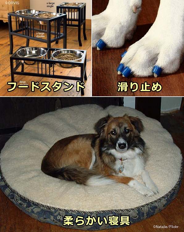 老犬の環境管理～滑り止め・フードスタンド・柔らかい寝具