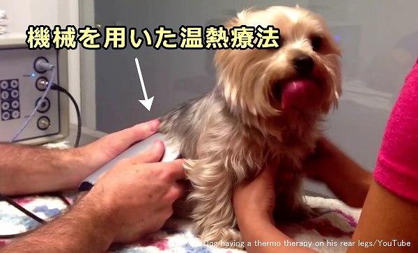 犬に対する機械を用いた温熱療法の一例