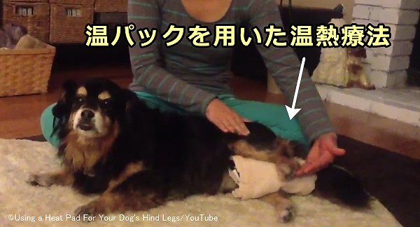 犬に対するホットパック（温パック）を用いた温熱療法の一例