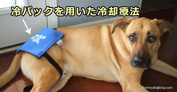 冷パックと圧迫ベルトを用いた犬に対する冷却療法の一例