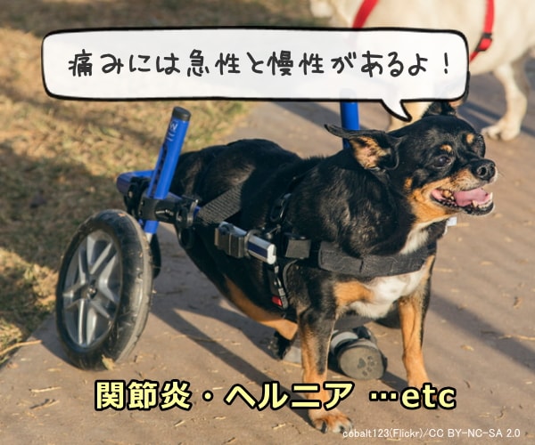 老犬の抱える痛みには急性のものと慢性のものがある