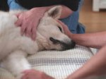 このセクションでは犬の自然死について取り上げていきます。